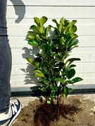 Prunus l., laurowiśnia Etna, Elly, Novita, 30-40cm, goły korzeń