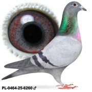 Samiec Janssen x Maulemans po Oryg. Schlephorst 