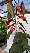 Begonia Maculata Duże Rośliny
