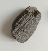 Skamieniałe drewno Araukaria z Kwaczoły 250 mln lat