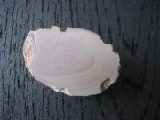 Porcelanowy agat z Płóczek Górnych