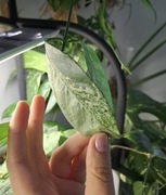 Hoya coriacea silver 