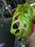 monstera andasonii mint-cięty szczyt