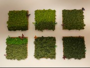 OBRAZ Z MCHU ZESTAW 6 sztuk chrobotek reniferowy w drewnianej ramce 40x40