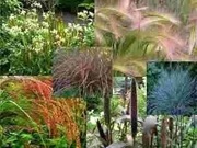 Trawy ozdobne  mix.*50n   