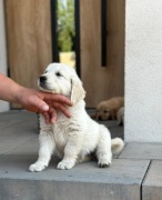 Szczeniaki Golden Retriever pieski po Championie