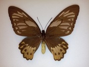 Ornithoptera priamus arruana  F Cites !