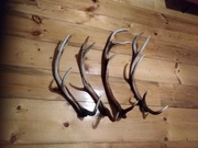 Poroże jelenia 4 sztuki