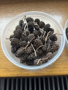 Szyszki olchy uzdatniacz wody