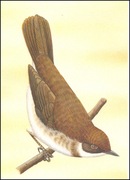 Wyspy Św Tomasza i Książęce - Ptaki, (zestaw 588)