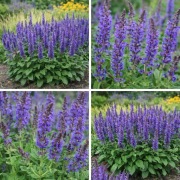 Szałwia omszona 'Mainacht' - wieloletnia, | sadzonki P9 | HIT ogrodów