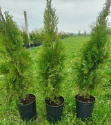 Tuja Szmaragd Thuja smaragd