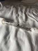 Messor Barbarus ok.50W