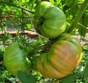 Pomidor Pink Ponderosa nasiona kolekcjonerskie