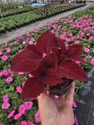 Koleus - Coleus Main Street Second Street