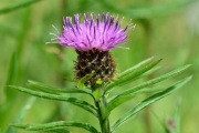 Chaber ciemny BARDZO miododajny (Centaurea nigra) - (10szt)