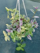 trzykrotka yellow hill/nanonuk XL