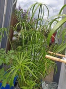 CIBORA PAPIRUS Szczepki 