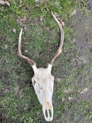 Poroże jelenia trofea myłkus zrzuty kolekcjonerski