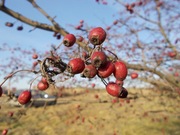 głóg owoc świeży 5 kg