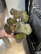 begonia boomer | nie monstera