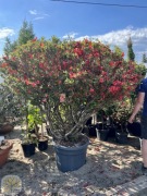 Azalia japońska / Azalea japonica 'Aladdin Scout' / 180-250cm