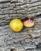 GREAT YELLOW BLUE Pomidor Kolekcjonerski     