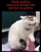 Sprzedam gęsi lęgowe 