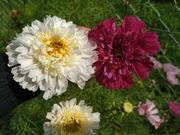 ONĘTEK KOSMOS WARSZAWIANKA ULUBIENIEC MOTYLI !!!