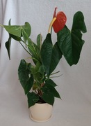 Anturium czerwone Anthurium Kitnia kwiat doniczkowy roślina na parapet