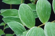 Kokoryczka 'Muhyou' Polygonatum odoratum