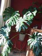 Duża monstera doniczkowa