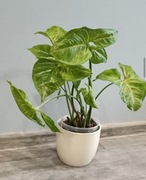 Syngonium Zroślicha