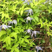 Clematis Stolwijk Gold p9 wysyłka marzec