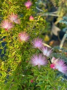 Kalliandra 'Dixie Pink' na pniu