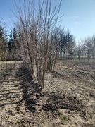 Drzewka wiśni odmiana Debreczyn