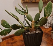 DUŻA OPUNCJA FIGOWA, ok. 60 cm