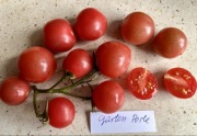 Pomidor Garten Perle nasiona kolekcjonerskie