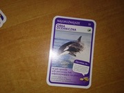 Najgroźniejsze Orka Oceaniczna nr 51 Super Zwierzaki Biedronka
