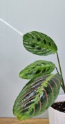 Maranta Leuconeura tricolor cięta 