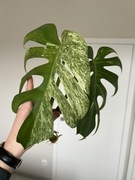 Monstera Jungle Mint (szczyt)