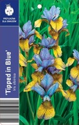 irys syberyjski Tripped in blue
