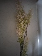 Gałązki brokatowe komplet 3 szt