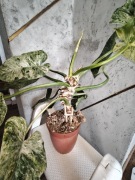 Philodendron Giganteum Variegata