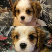 Cudne szczenięta cavalier king charles spaniel FCI