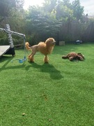 Pudel toy FCI/UCI pies czerwony 4pokolenia champion okazja samiec miniatura