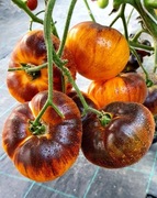 CHUPA CHUPS Pomidor Kolekcjonerski 