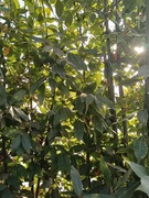 Liść laurowy , świeży,zielony