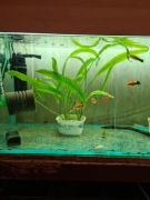 SPRZEDAŻ ROŚLINE O NAZWIE KRYPTOKORYNA  