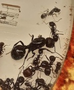 Kolonia mrówek Messor barbarus królowa + 5-10  robotnic + potomstwo 